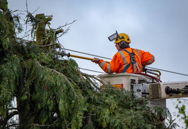 Best Commercial Tree Services  in USA