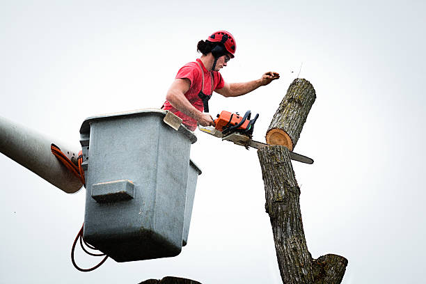 Best Palm Tree Trimming  in USA